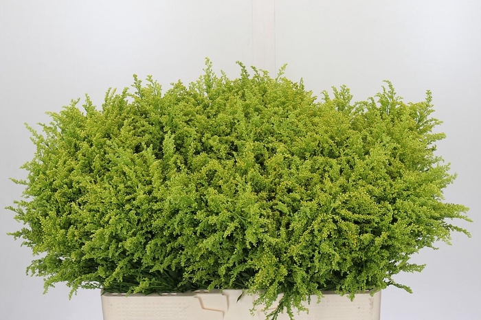 <h4>Solidago Tara Gold Buiten</h4>