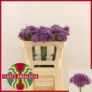 ALLIUM VIOLET BEAUTY