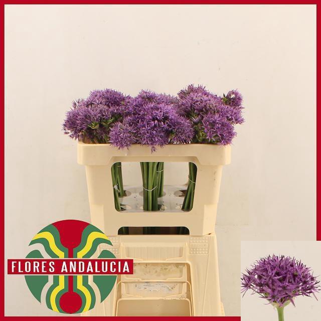 <h4>ALLIUM VIOLET BEAUTY</h4>
