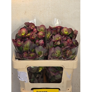 HELL FRK DANA DULCET