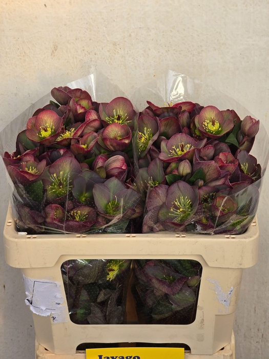 <h4>HELL FRK DANA DULCET</h4>