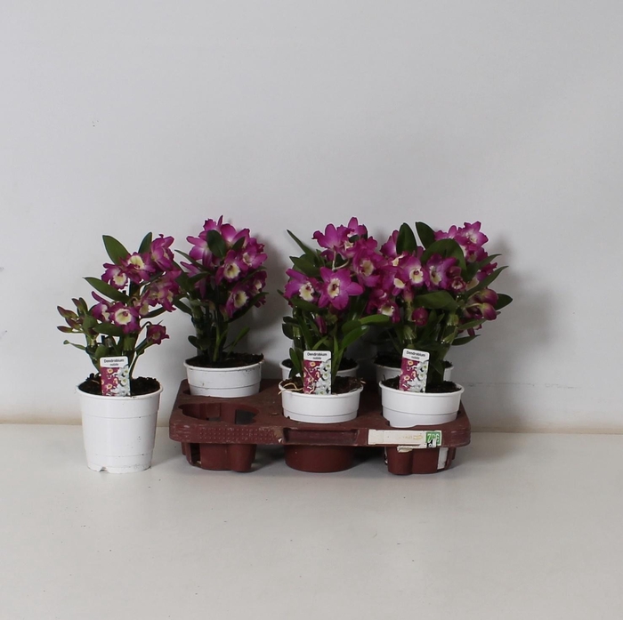 <h4>DEND NOBILE</h4>