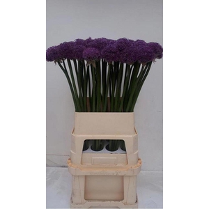 Allium gladiator