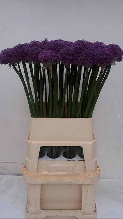 <h4>Allium gladiator</h4>