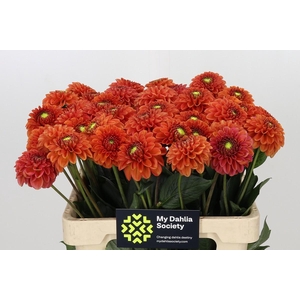 Dahlia Orange Fox