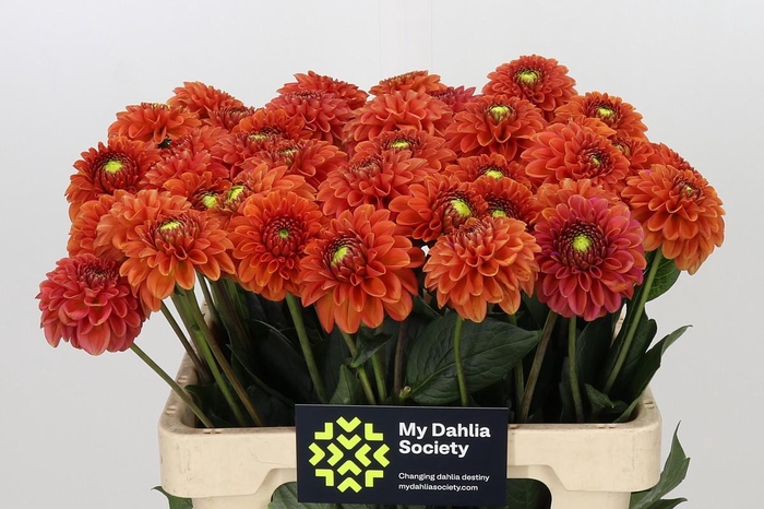 <h4>Dahlia Orange Fox</h4>