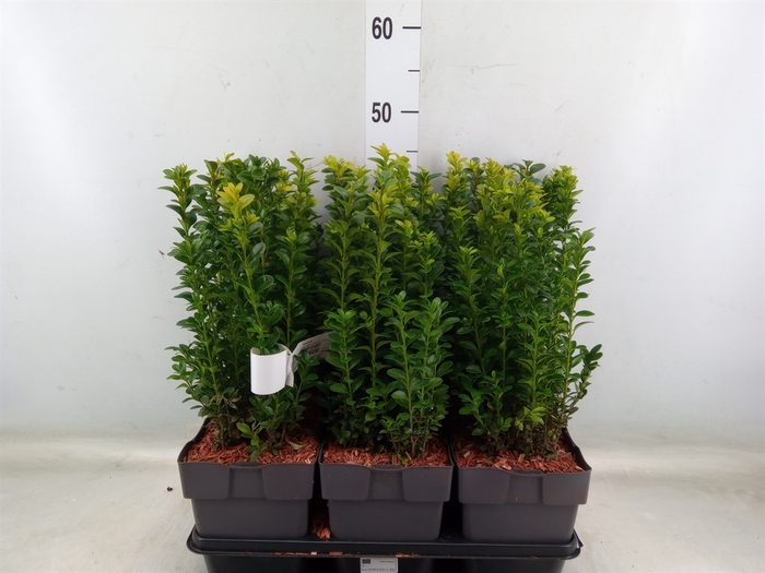 <h4>Buxus semp.   ...</h4>