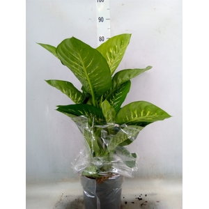 Dieffenbachia seg. 'Reeva'