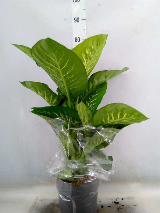 <h4>Dieffenbachia seg. 'Reeva'</h4>
