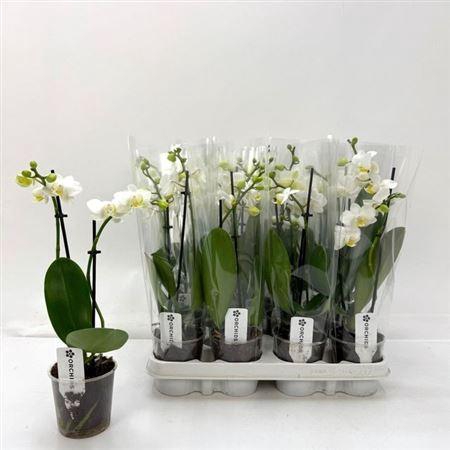 <h4>Phal Ov Wit 2 Branche 12+</h4>