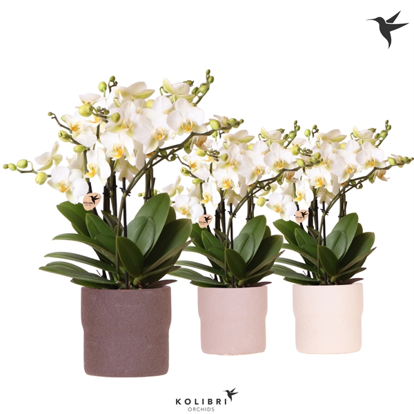 <h4>Kolibri Orchids Phalaenopsis Lausanne in Rustic pot mix</h4>