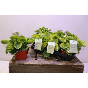 arr8 Pep Obt Obtipan