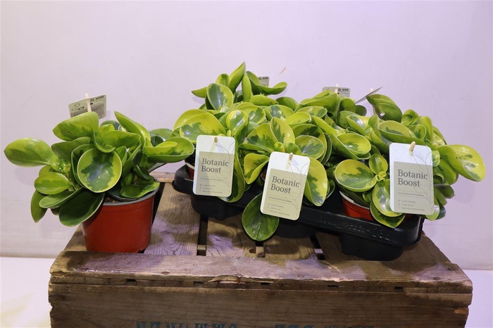 <h4>arr8 Pep Obt Obtipan</h4>