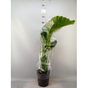 Alocasia gageana