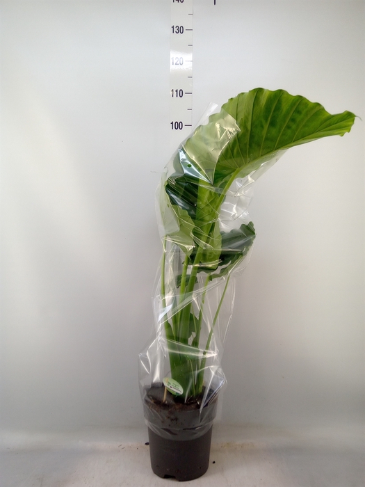 <h4>Alocasia gageana</h4>