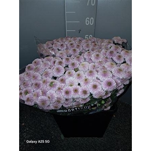 Chr San Pompon Pink Rosa