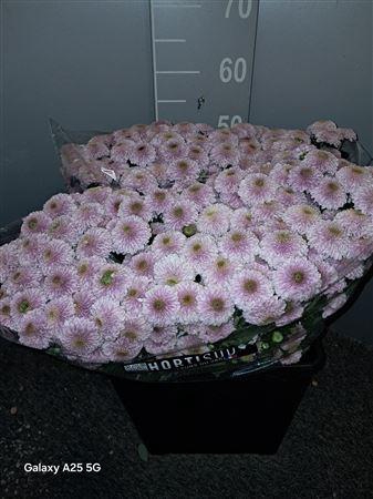 <h4>Chr San Pompon Pink Rosa</h4>