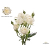 Rosa Spray White Bubbles