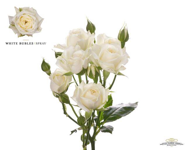 Rosa Spray White Bubbles