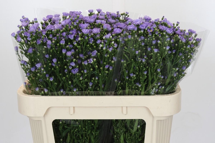 <h4>Aster Cassandra</h4>