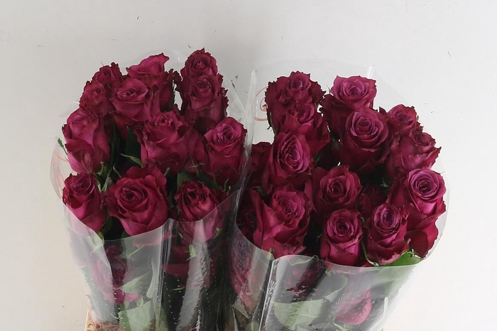 <h4>R Gr Blue Berry</h4>