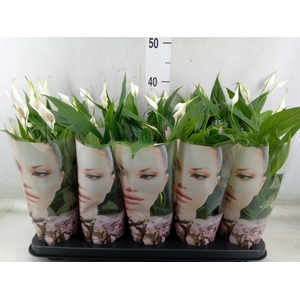 Spathiphyllum  'Alana'