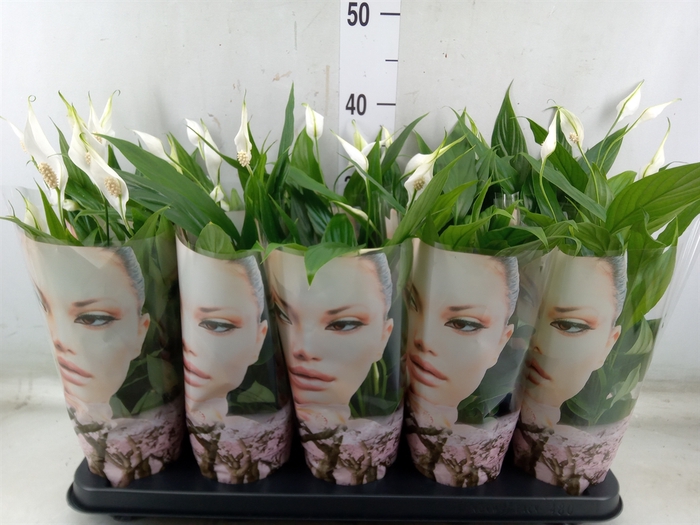 <h4>Spathiphyllum  'Alana'</h4>