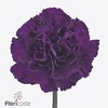 Dianthus st florigene moonvista