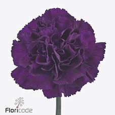 Dianthus st florigene moonvista