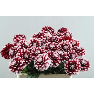 Dahlia checkers