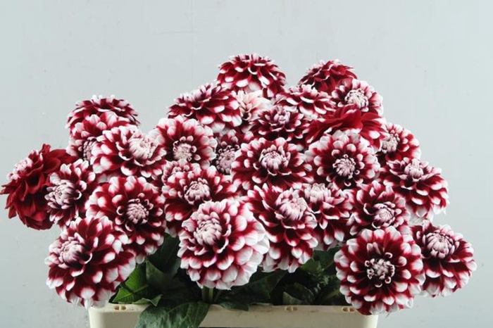 <h4>Dahlia checkers</h4>
