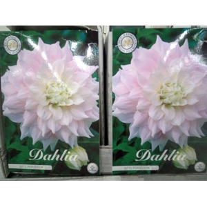 Dahlia   ...flowerbulbs