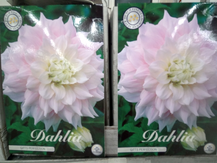 <h4>Dahlia   ...flowerbulbs</h4>