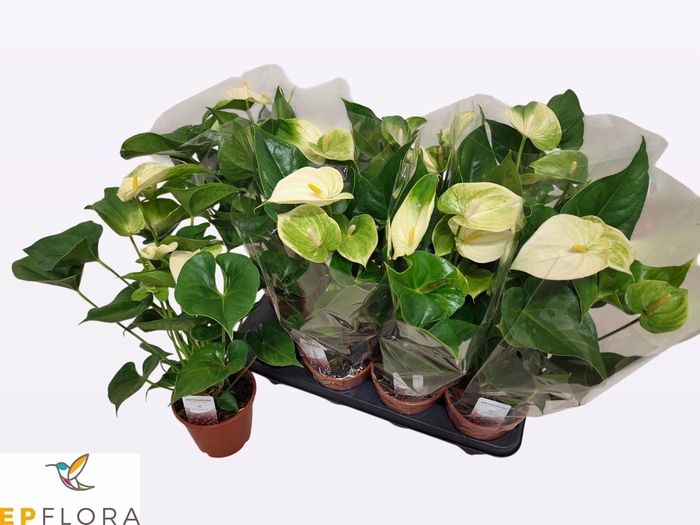 <h4>ANTHU WHISPERIN LOVE</h4>