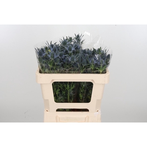 Eryng Mag Blue Lagoo