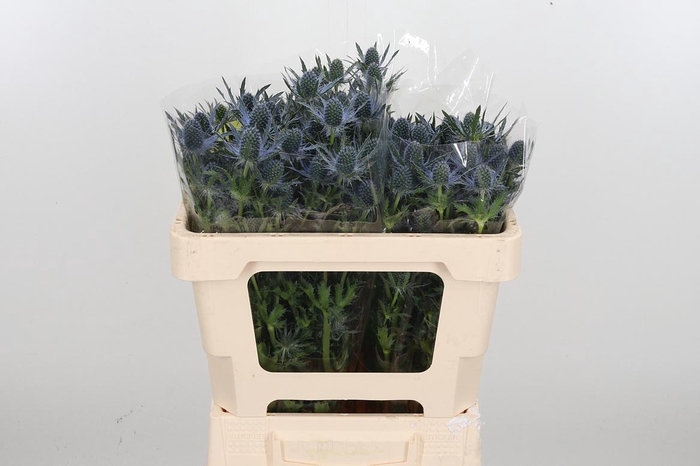 <h4>Eryng Mag Blue Lagoo</h4>