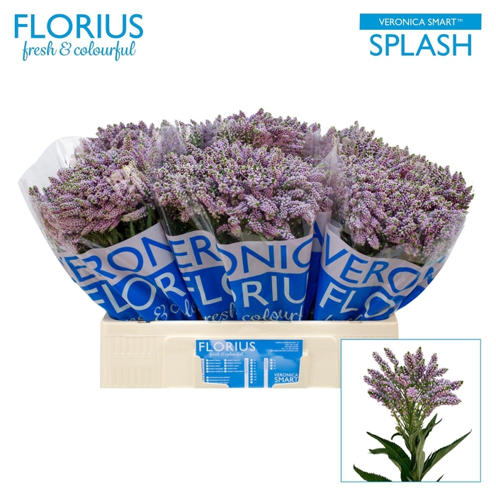 <h4>VERON SMART SPLASH</h4>