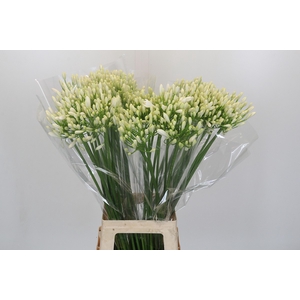 Agapanthus Gletsjer