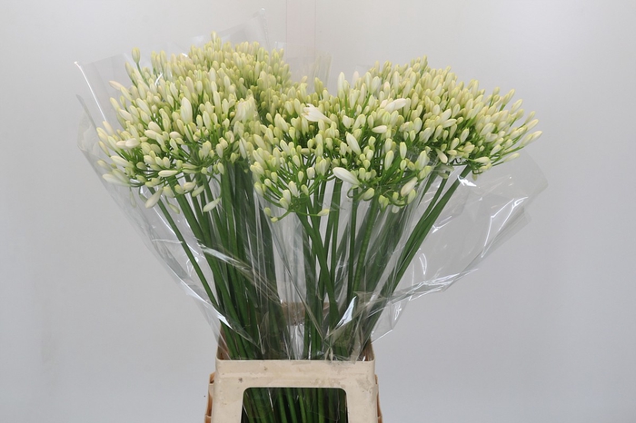 <h4>Agapanthus Gletsjer</h4>
