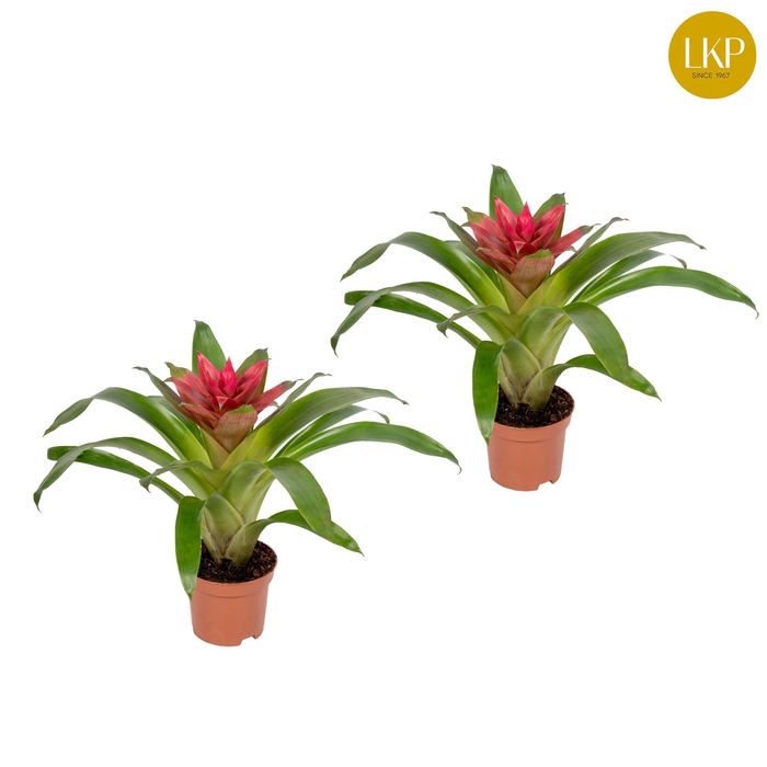<h4>Guzmania Etude Roze (Zonder Hoes)</h4>