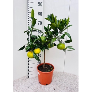 Citrus inshiu Satsuma on stem