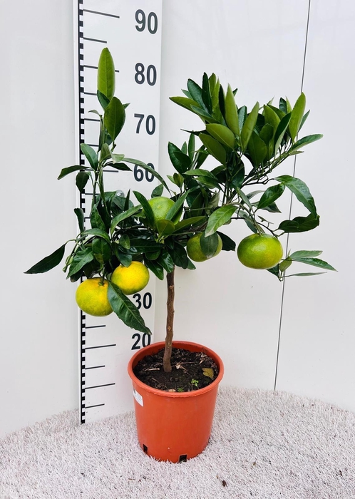 <h4>Citrus inshiu Satsuma on stem</h4>