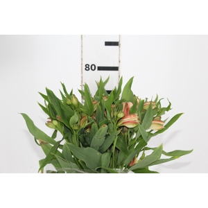 ALSTROEMERIA CANYON 080 CM