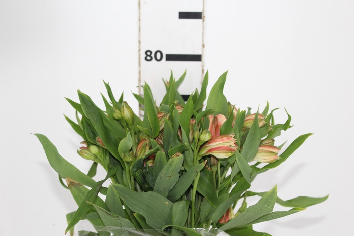 <h4>ALSTROEMERIA CANYON 080 CM</h4>