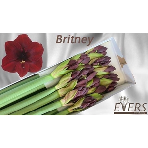 AMARYLLIS BRITNEY