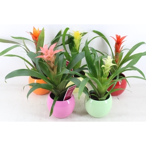 arr3 ZS - Guzmania bolpot mix