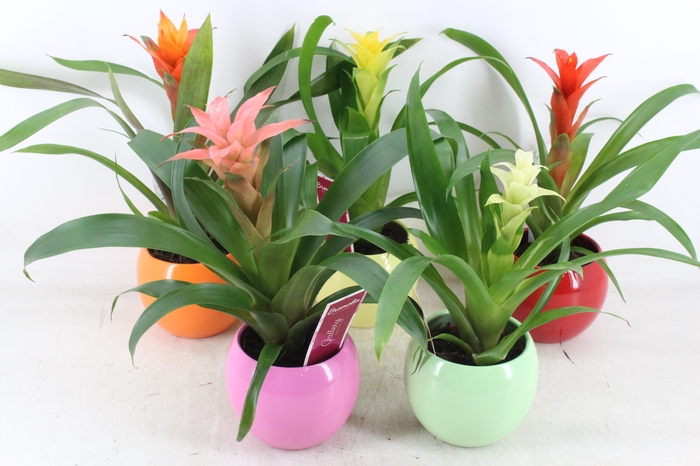 <h4>arr3 ZS - Guzmania bolpot mix</h4>