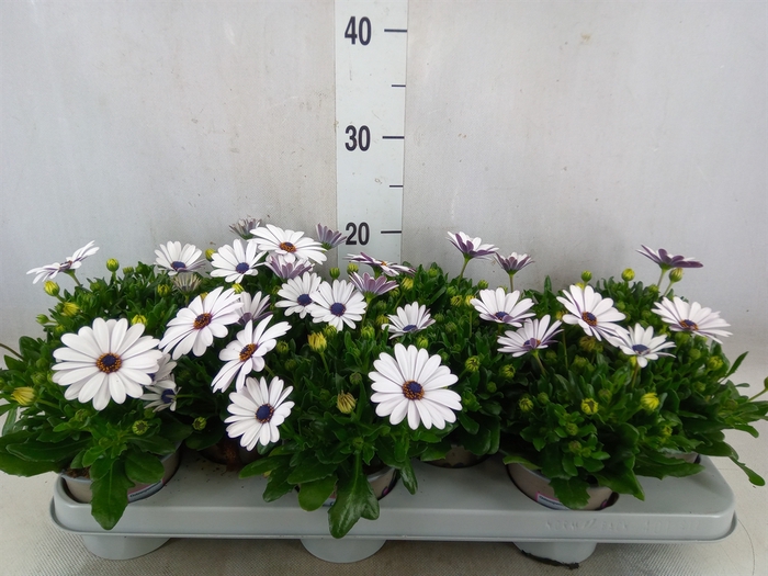 <h4>Osteospermum  'Margarita White'</h4>