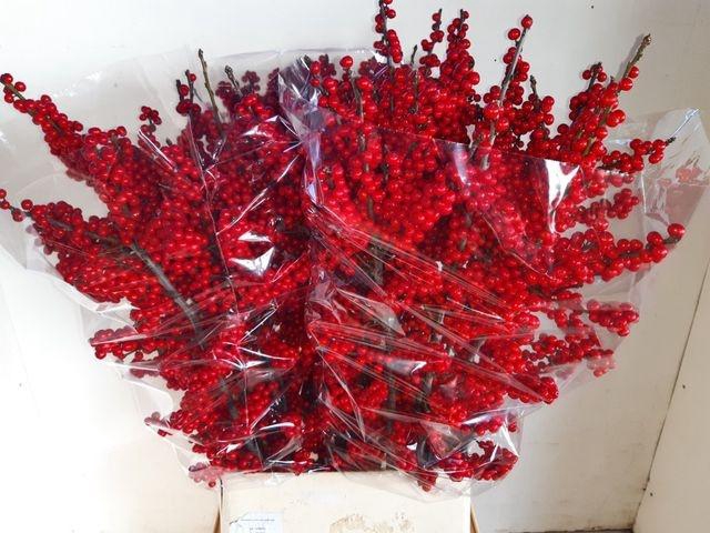 Ilex verticillata L10