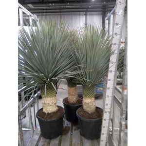 Yucca rostrata